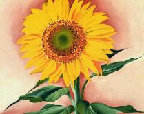 a-sunflower-from-maggie